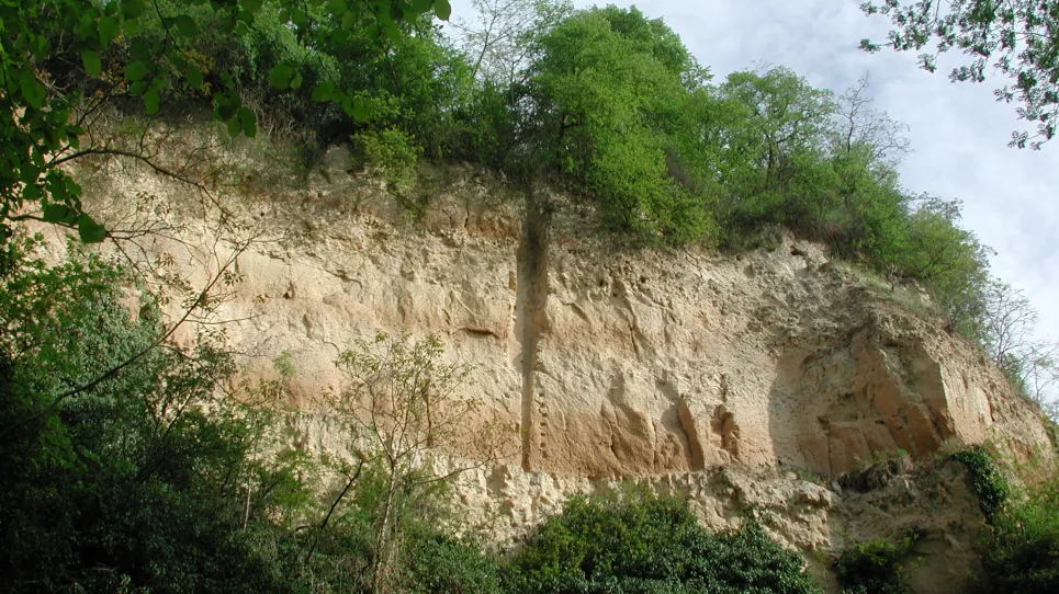 Blick auf eine hellbraune Lösswand mit starkem Bewuchs an Fuß und Kuppe. In der Bildmitte ist eine vertikale Furche erkennbar, rechts bildet die Wand eine Art Erker. Auf der Oberfläche sind zudem drei dunklere Bänder erkennbar.