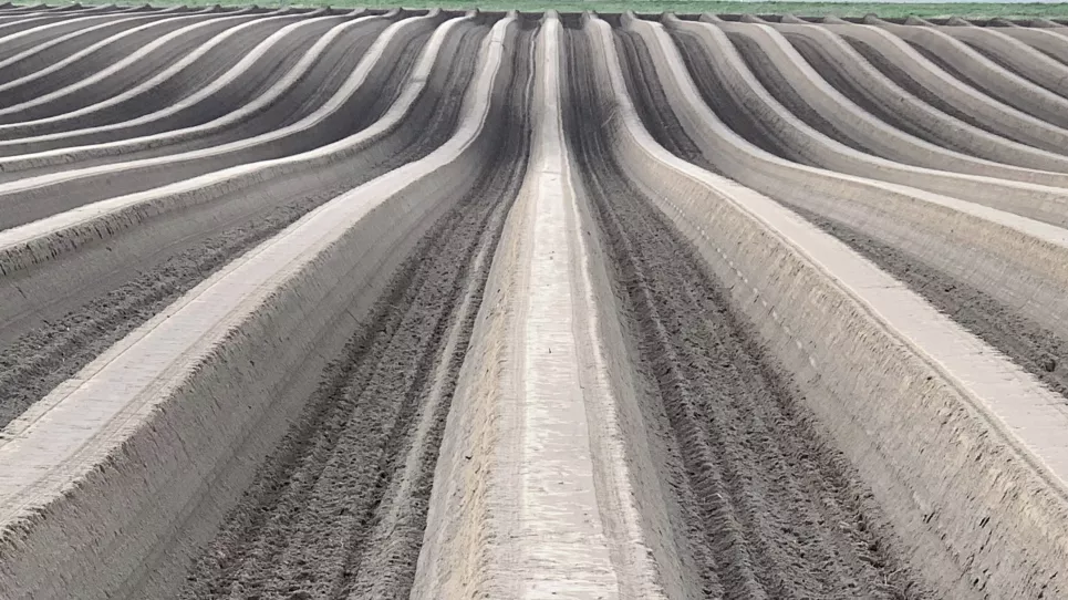 Der Blick geht über eine wellige unbewachsene Ackerfläche. In regelmäßigem Abstand sind frische Dämme für den Spargelanbau angehäuft.