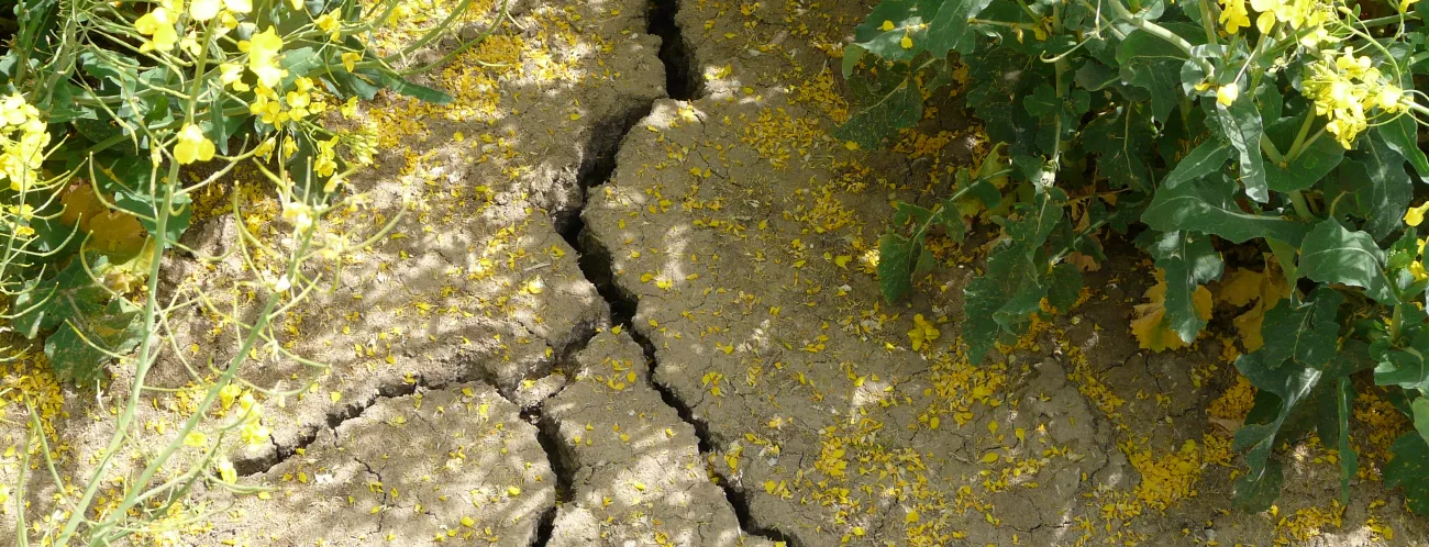 Trockener hellbrauner Boden mit tiefen Rissen, Hintergrund Rapspflanzen